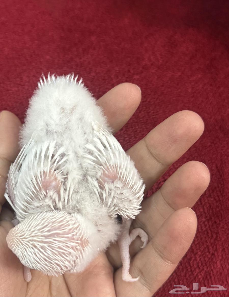 فرخ روز للبيع السعر 25064416637037441110