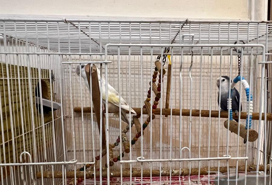 Breeding pair64417535457282112