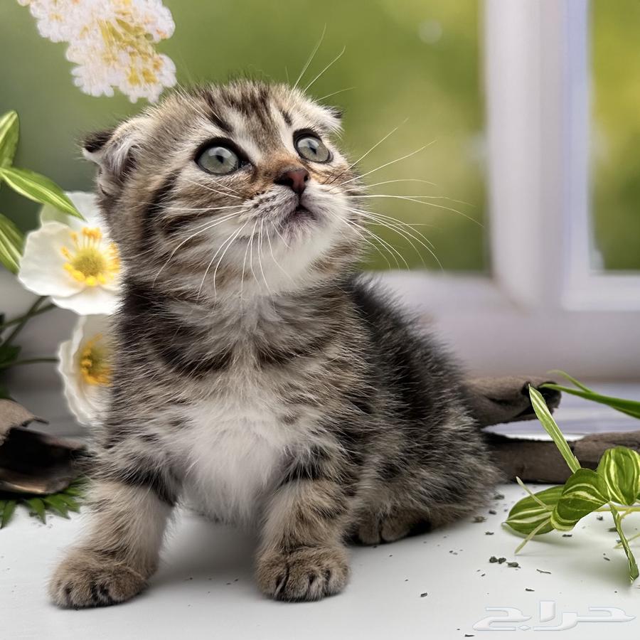 سكوتش فولد شورت هير - انثى64417685353091110