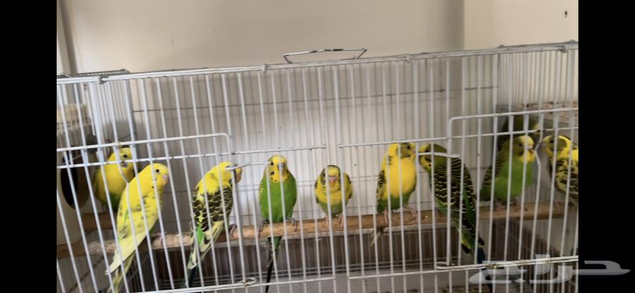 طيور الحب (بادجي ) صحتهم كويسه اثنين ب 15064417440904450111