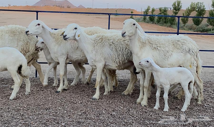 حريات صنف ولد(تم البيع)64417468032001111