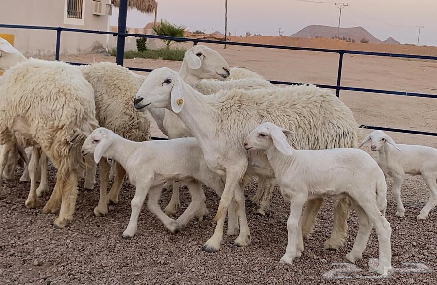 حريات صنف ولد(تم البيع)64417468032001110