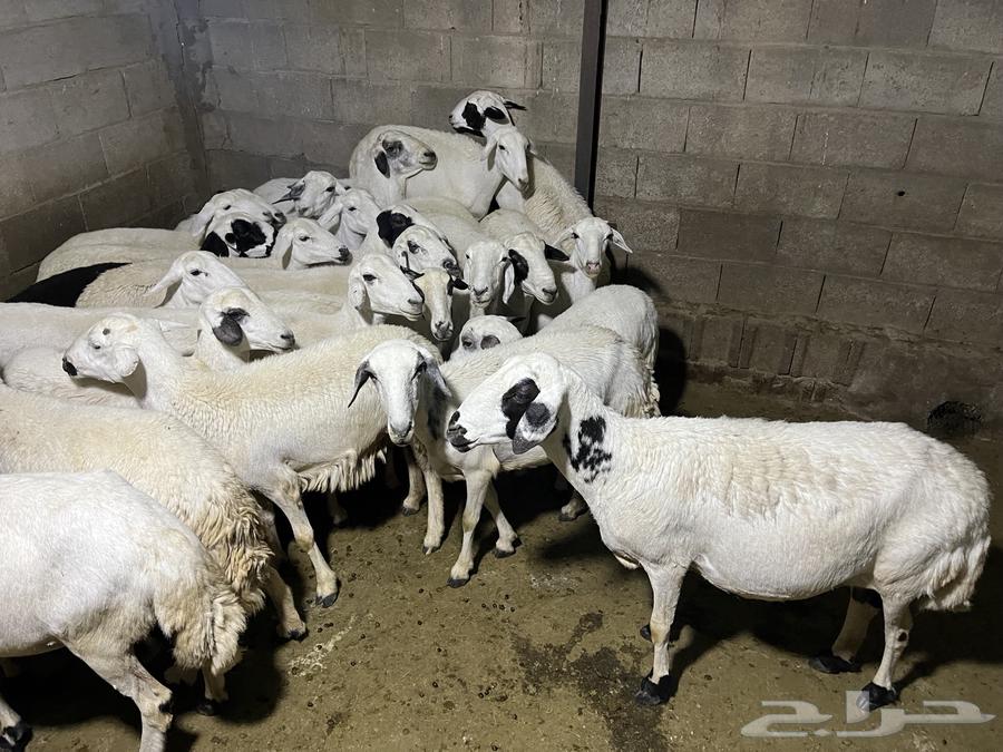 غنم ضان للبيع او للبدل المناسب64418621296513113