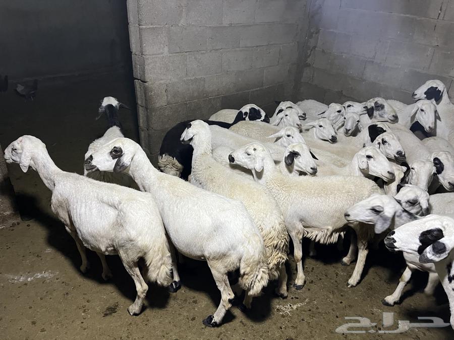 غنم ضان للبيع او للبدل المناسب64418621296513110