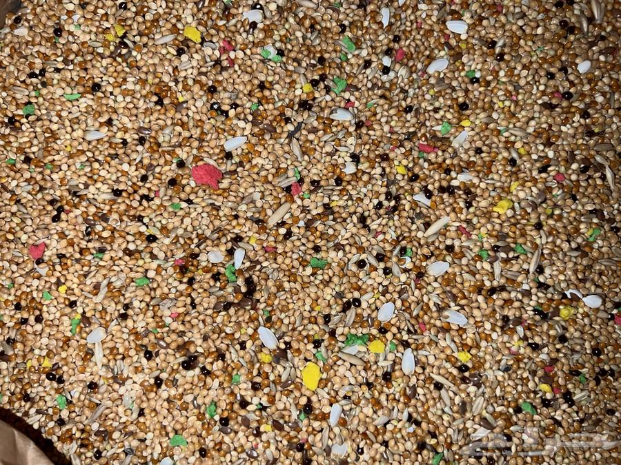 اكل بادجي ( طيور الحب )64415625904258110