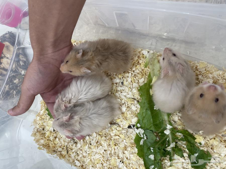 هامستر روسي وسوري(25-20 )(مباع)64416875319170110