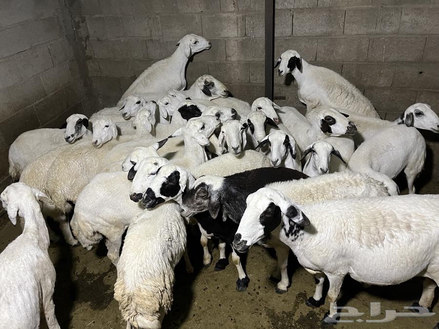 غنم ضان للبيع او للبدل المناسب64418621296513112