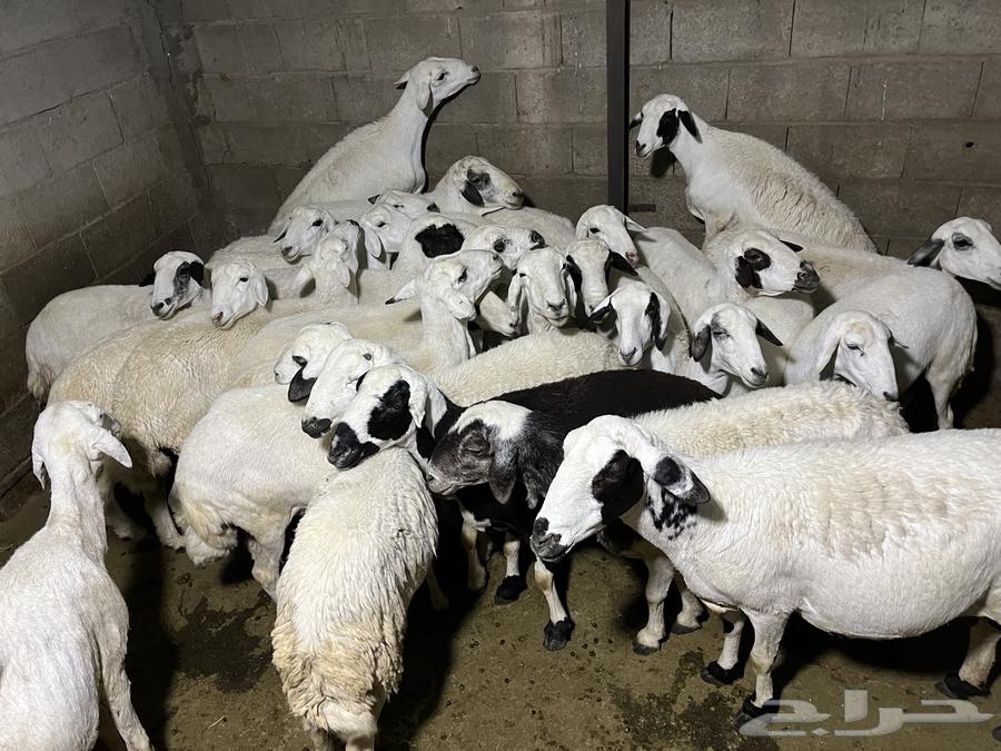 غنم ضان للبيع او للبدل المناسب64418621296513111
