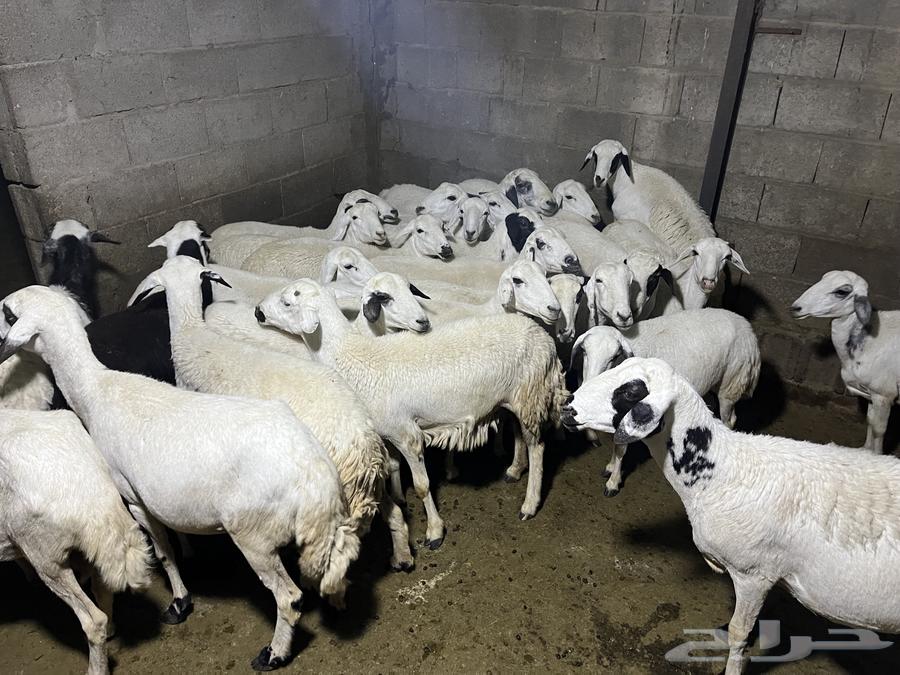 غنم ضان للبيع او للبدل المناسب64418621296513114