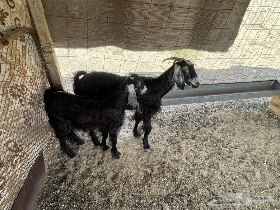 عنز خلفه تم البيع64414382159106112