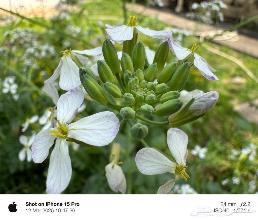 iPhone 15 pro64415235585025112