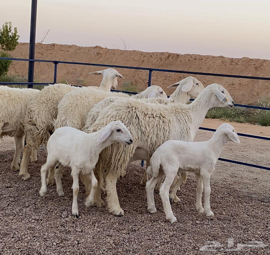 حريات صنف ولد(تم البيع)64417468032001112