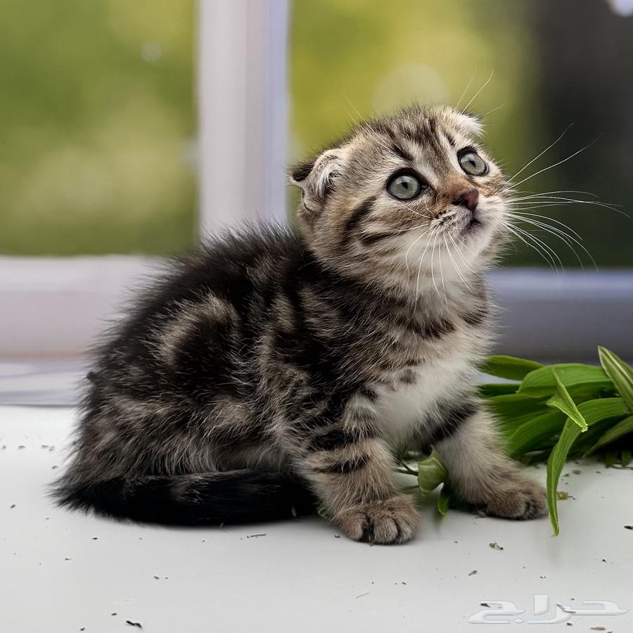 سكوتش فولد شورت هير - انثى64417685353091111