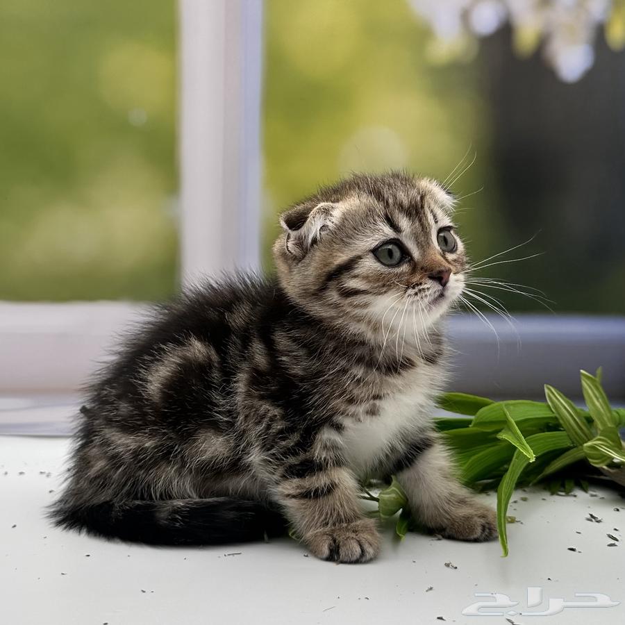 سكوتش فولد شورت هير - انثى64417685353091112