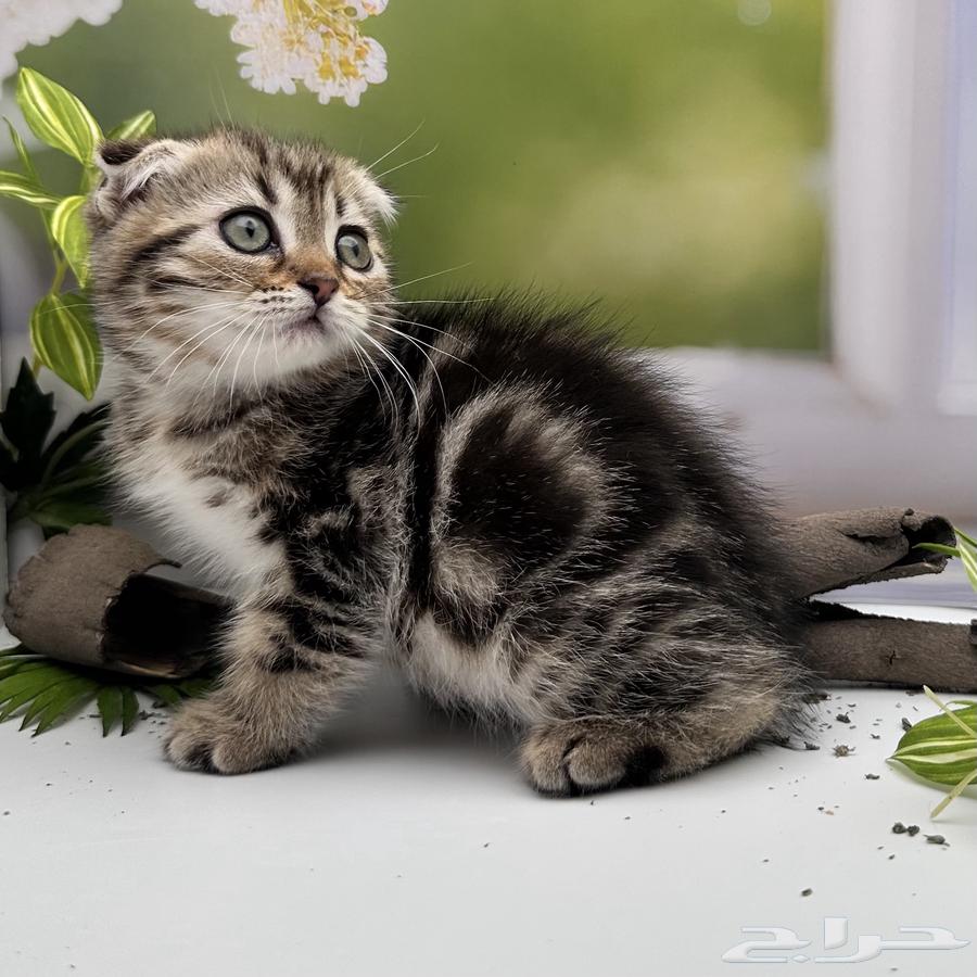 سكوتش فولد شورت هير - انثى64417685353091113