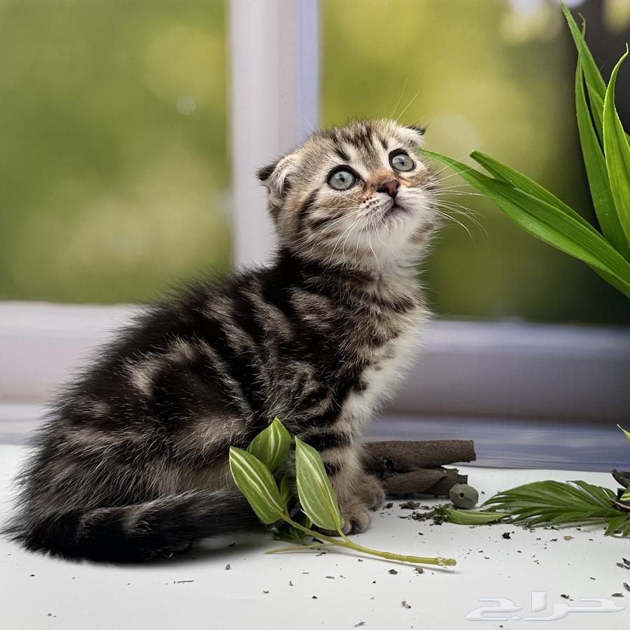 سكوتش فولد شورت هير - انثى64417685353091114