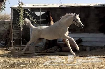 حصان شعبي للبيع64415652948226113