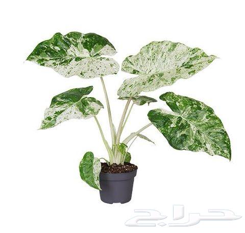 Showcase of a Unique Collection of 50 Plants64414686906498114