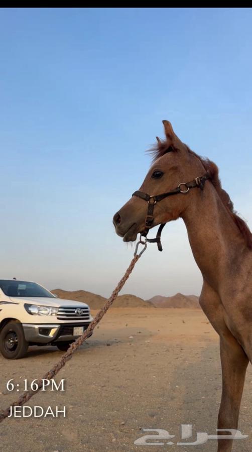 Sheikh Germ and Height64413514578049110