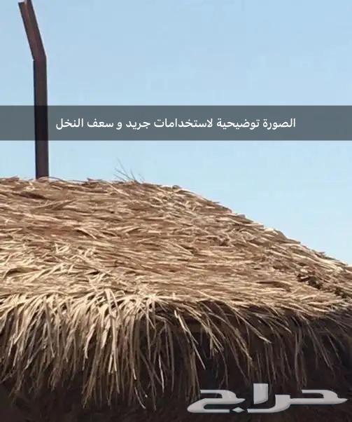 Palm fronds, palm ribs, and palm fibers suitable for shades or decoration64416690324867112