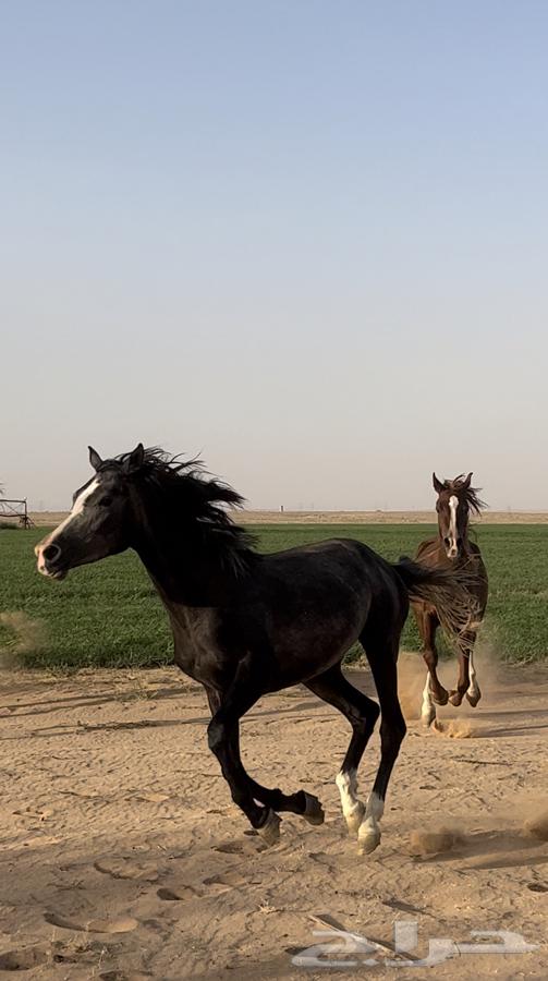 مهرة للبيع64416227663746110