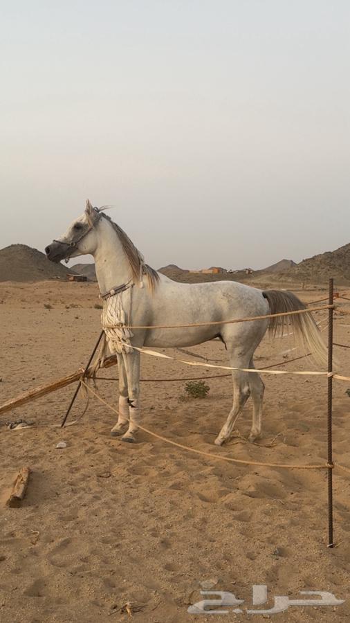 Sheikh Germ and Height64413514578049112