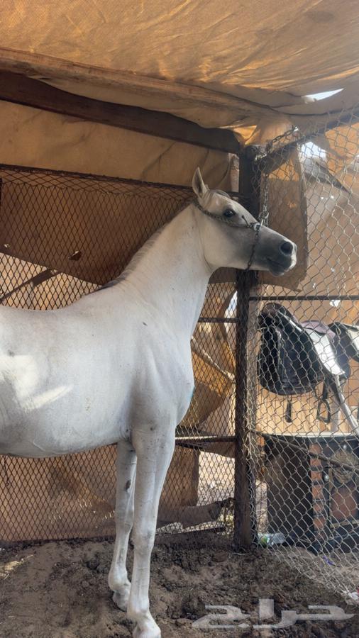 Sheikh Germ and Height64413514578049114