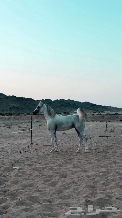 Sheikh Germ and Height64413514578049113