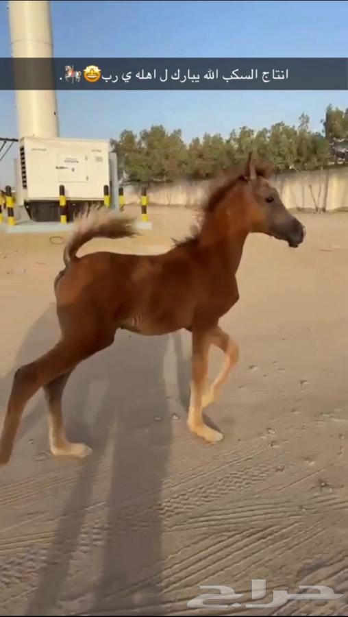 Sheikh Germ and Height64413514578049111