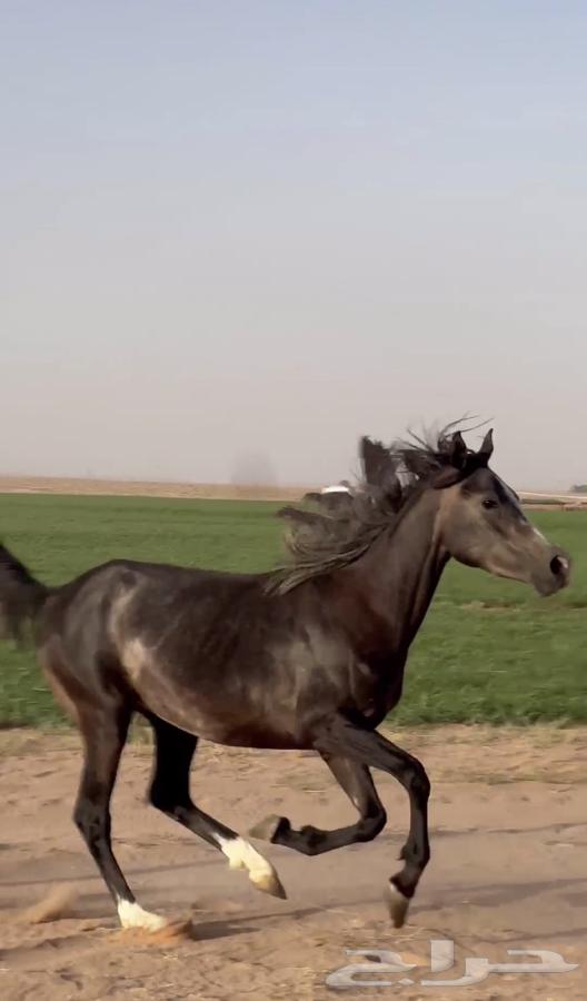 مهرة للبيع64416227663746111