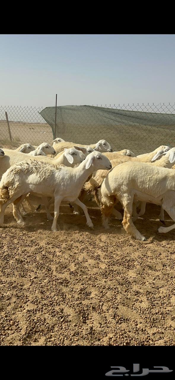 Rkhal Juthat64415087824514113