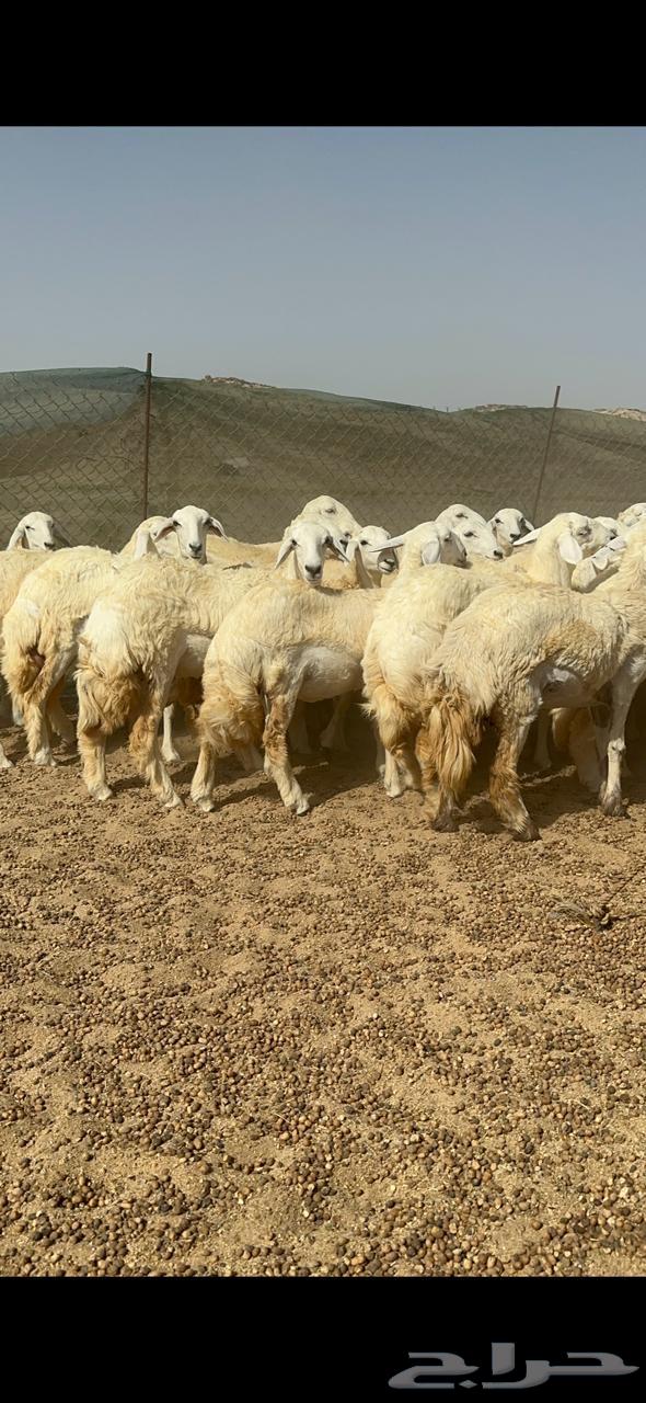 Rkhal Juthat64415087824514110