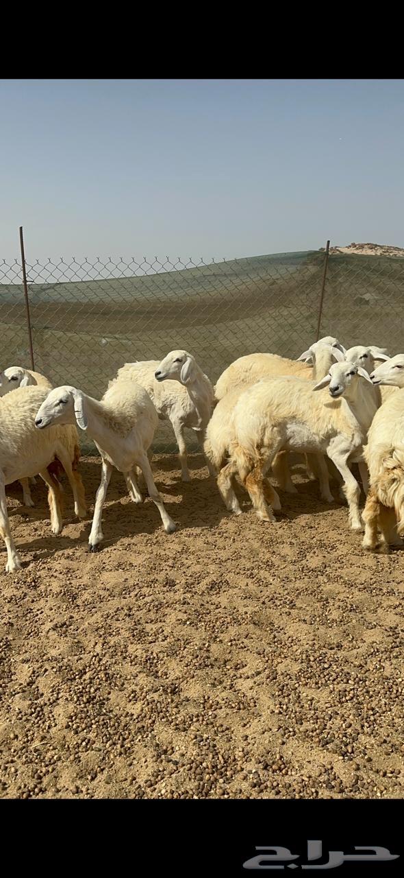 Rkhal Juthat64415087824514114