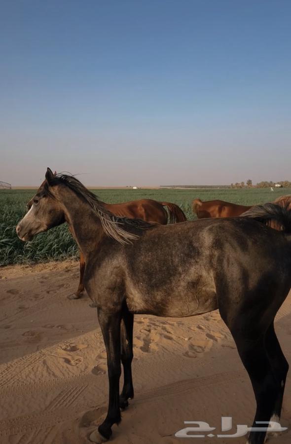 مهرة للبيع64416227663746112