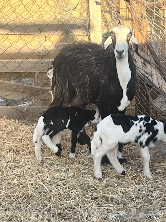 ضان ولد للبيع (( تم البيع))64413944552578110