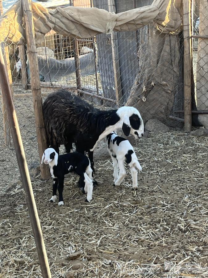 ضان ولد للبيع (( تم البيع))64413944552578113