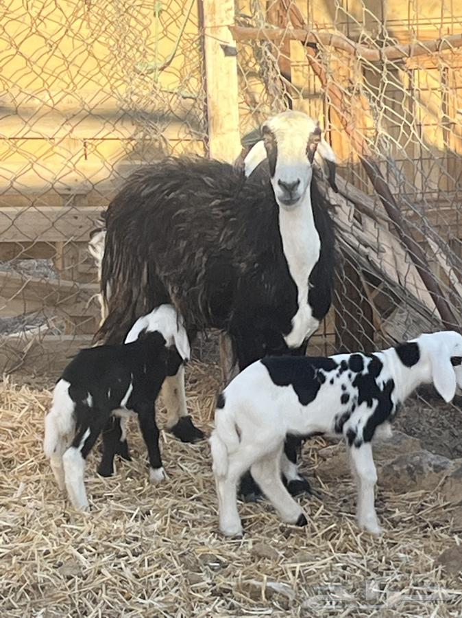 ضان ولد للبيع (( تم البيع))64413944552578111