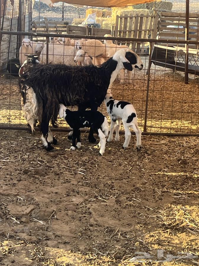 ضان ولد للبيع (( تم البيع))64413944552578112