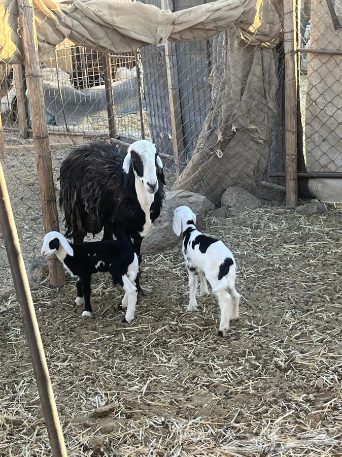 ضان ولد للبيع (( تم البيع))64413944552578114