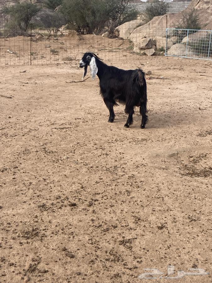 عنز للبيع دافع على شرط64413652712833112