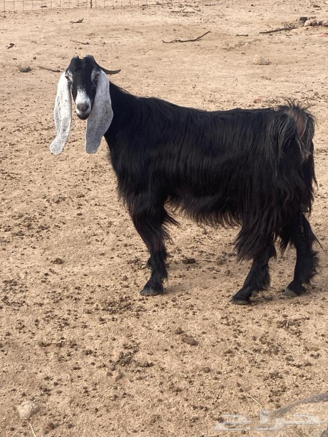 عنز للبيع دافع على شرط64413652712833111