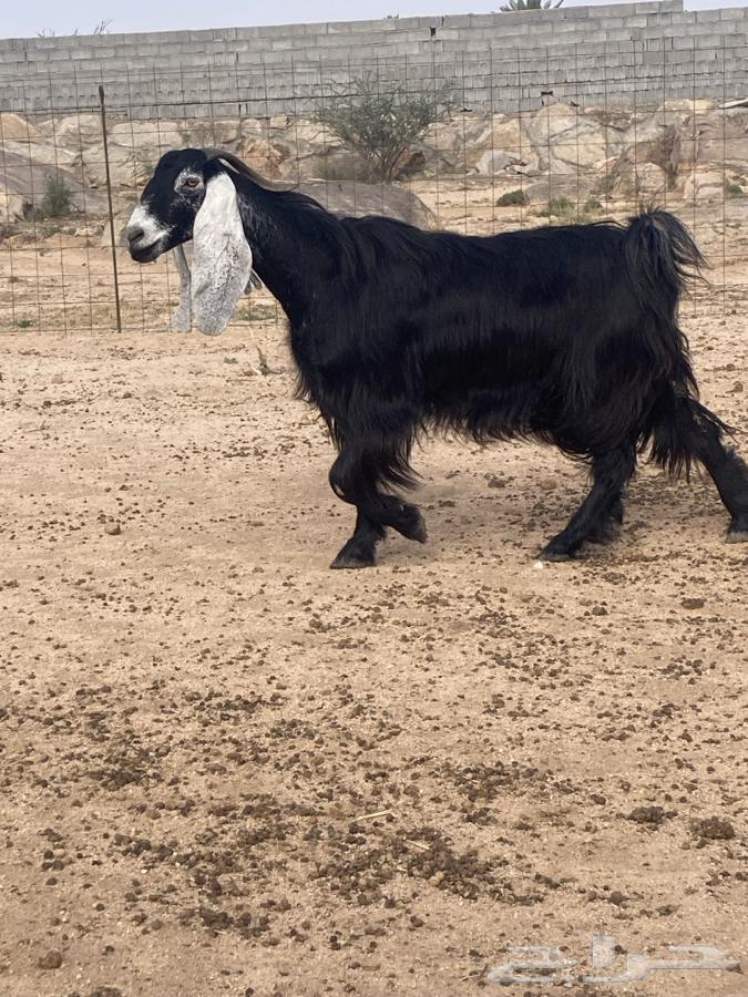 عنز للبيع دافع على شرط64413652712833114