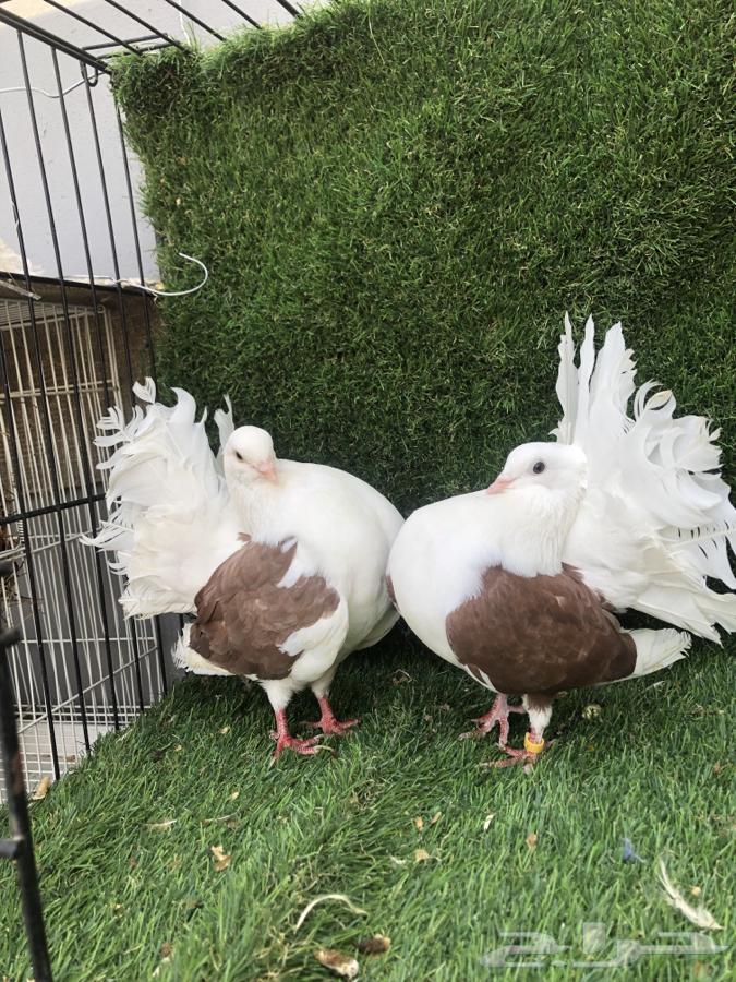 زوج رقاص هولندي تم البيع تم البيع64413944544641110