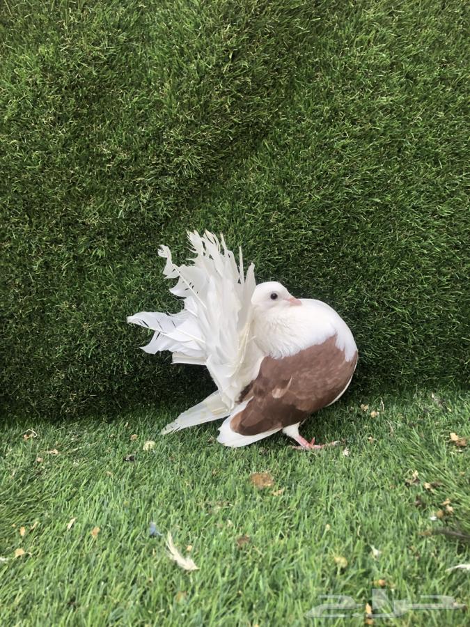 زوج رقاص هولندي تم البيع تم البيع64413944544641111