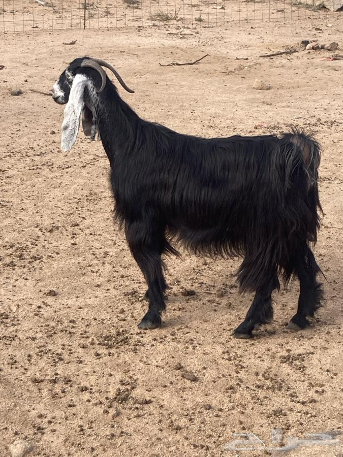 عنز للبيع دافع على شرط64413652712833110