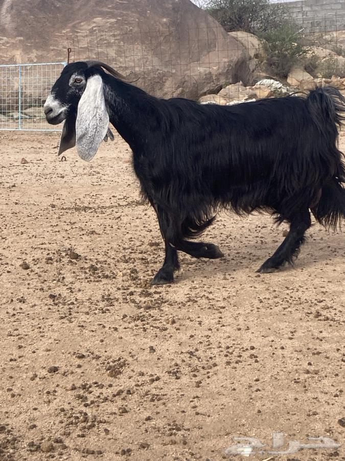 عنز للبيع دافع على شرط64413652712833113