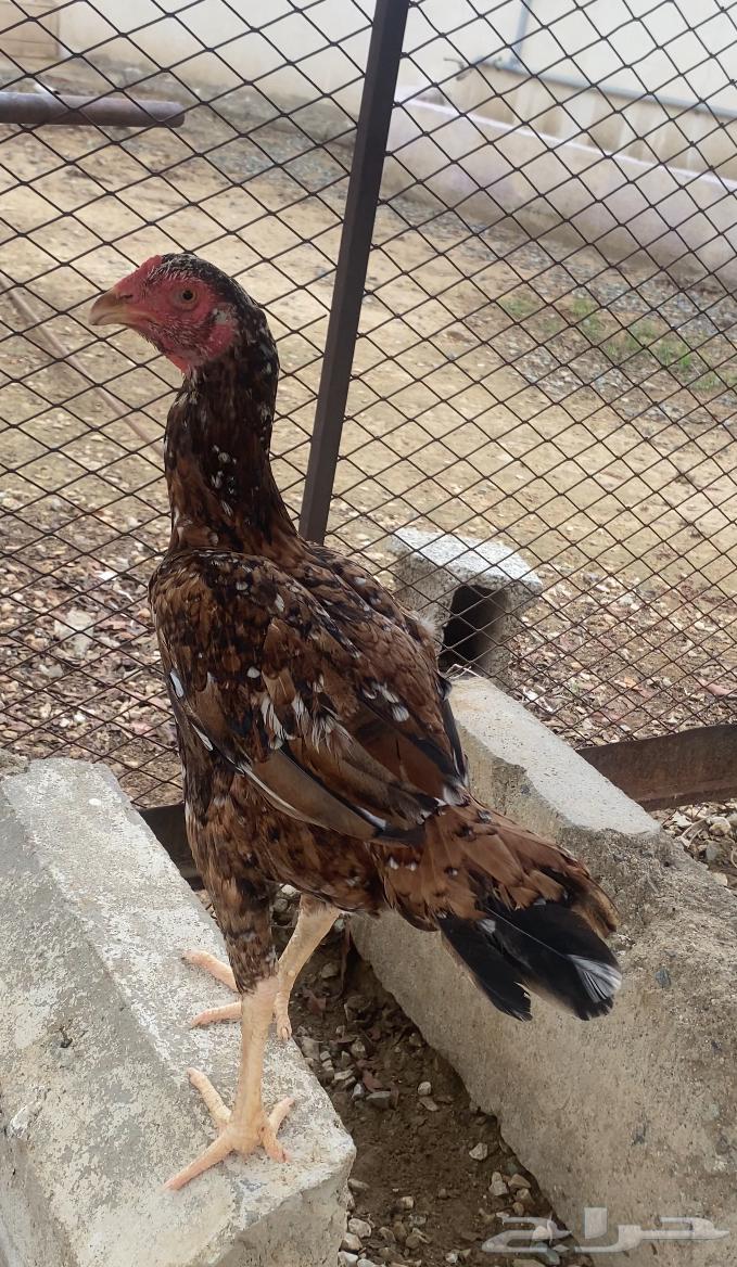 دجاجه سنديه للبيع64417876624003110