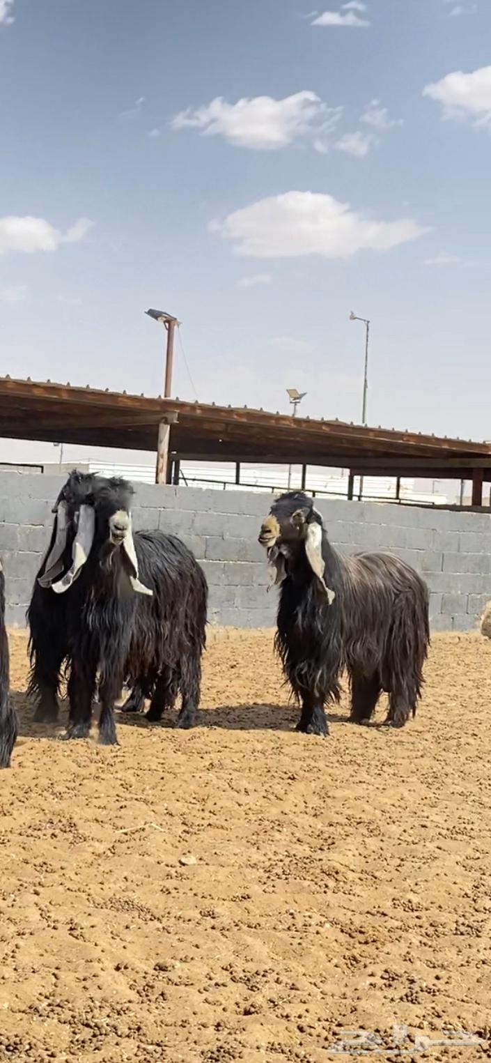 Goat rams of type number 10264408610174338114