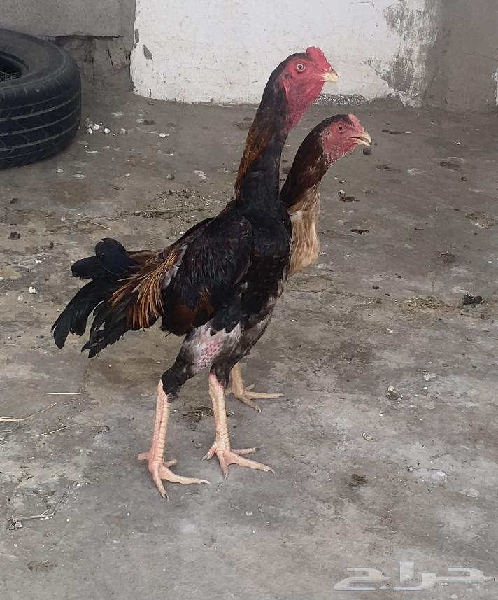 طقم دجاج شامو فاخر64416281063042112