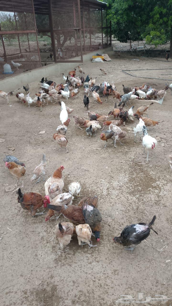 دجاج بلدي بياض64413153518722111